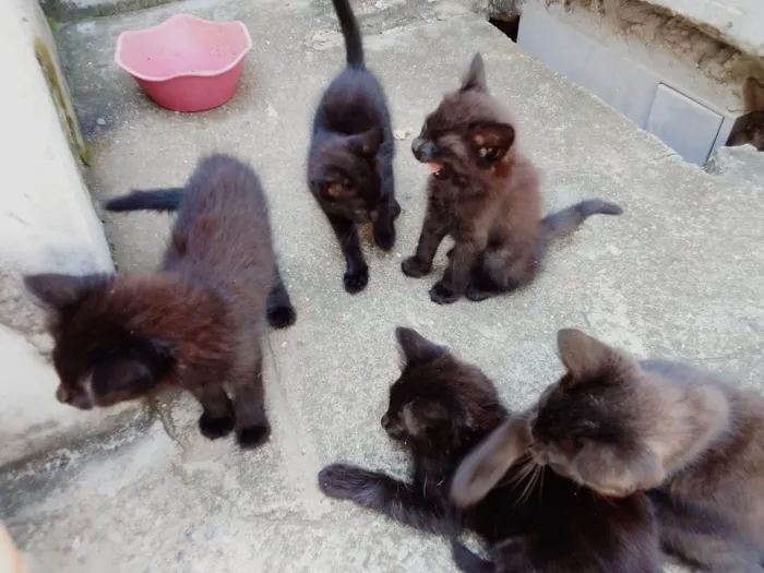 Gato ra a SRD-ViraLata idade 2 a 6 meses nome Luna