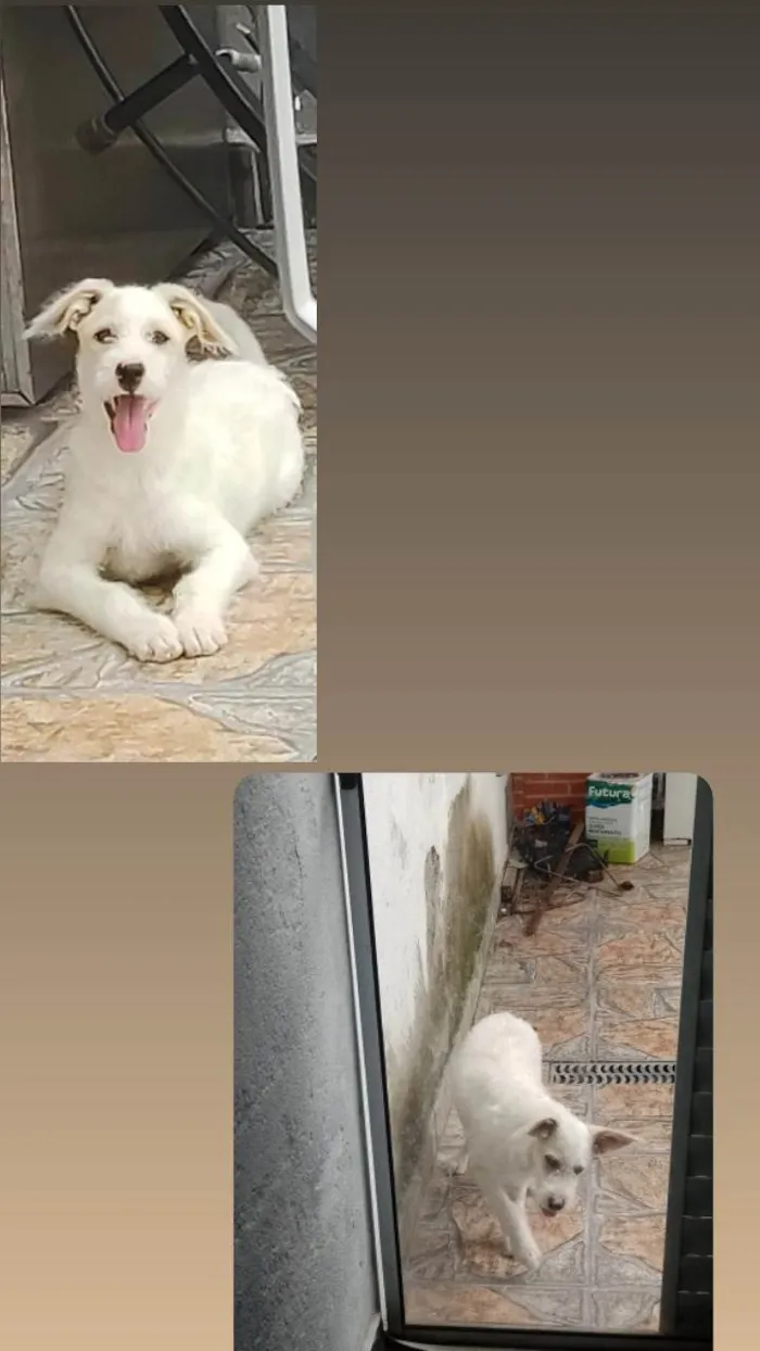 Cachorro ra a ViraLata/Labrador  idade 2 a 6 meses nome Jade