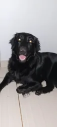 Cachorro raça Labrador idade 1 ano nome Luna