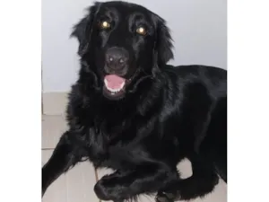 Cachorro raça Labrador idade 1 ano nome Luna