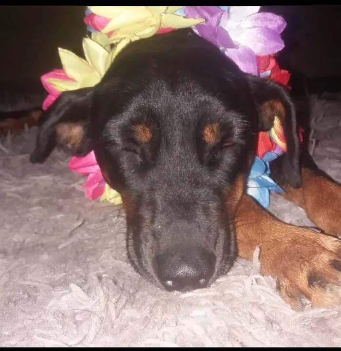 Cachorro ra a SRD-ViraLata idade 4 anos nome Pretinha e arsides 