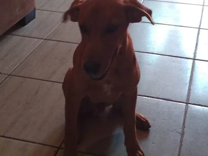 Cachorro ra a SRD-ViraLata idade 4 anos nome Pretinha e arsides 