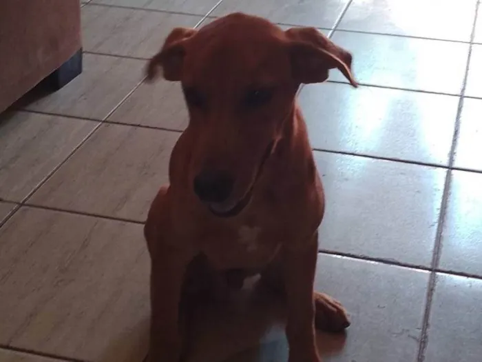 Cachorro ra a SRD-ViraLata idade 4 anos nome Pretinha e arsides 