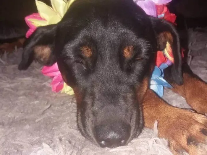 Cachorro ra a SRD-ViraLata idade 4 anos nome Pretinha e arsides 