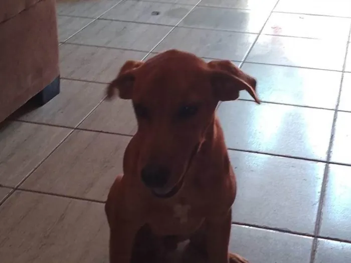 Cachorro ra a SRD-ViraLata idade 4 anos nome Pretinha e arsides 