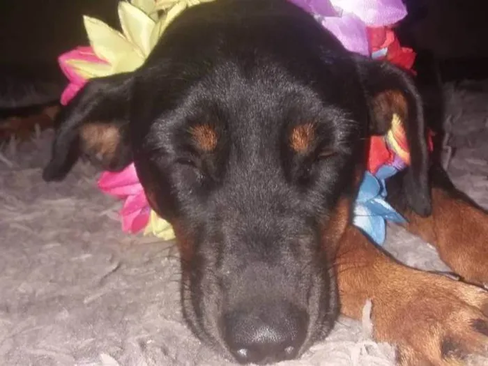 Cachorro ra a SRD-ViraLata idade 4 anos nome Pretinha e arsides 