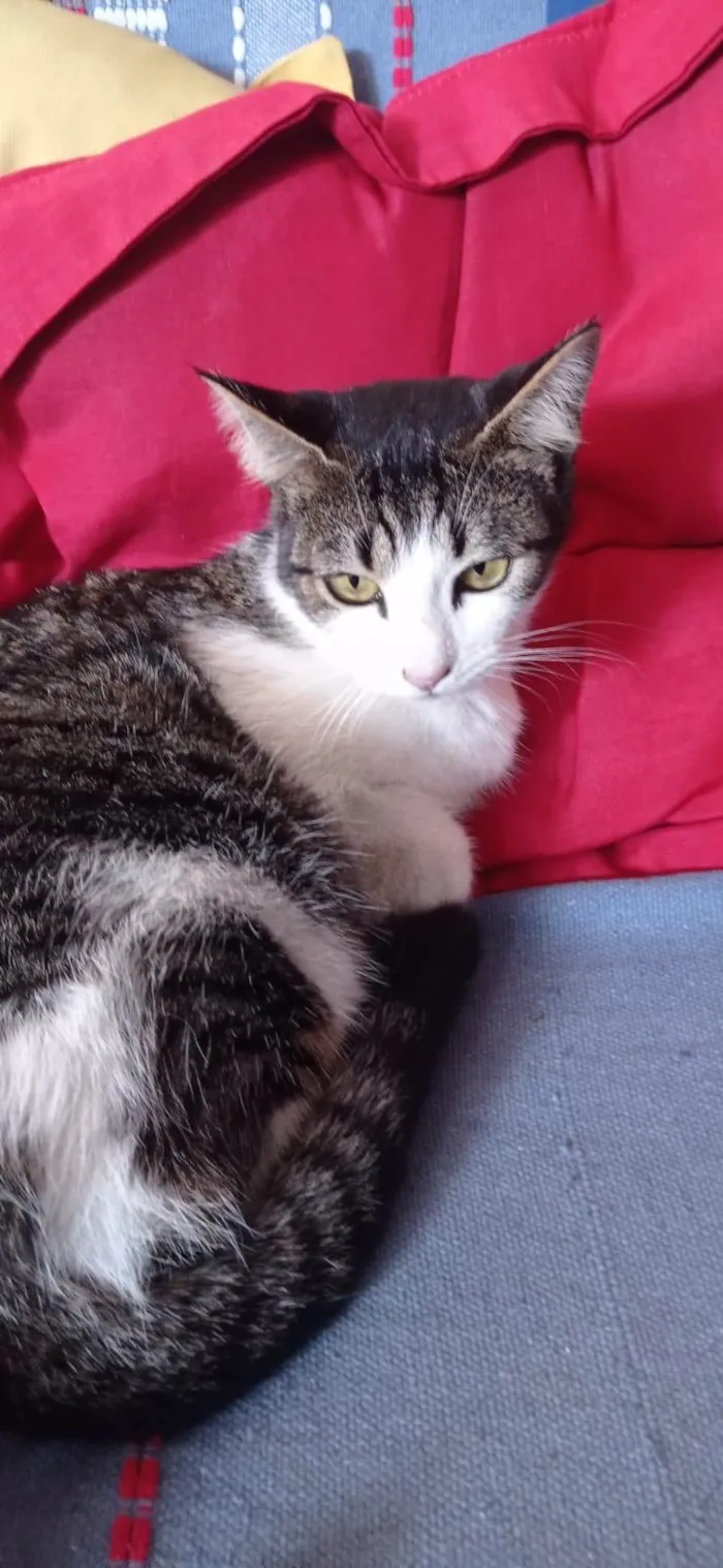 Gato ra a SRD-ViraLata idade 1 ano nome ANINHA