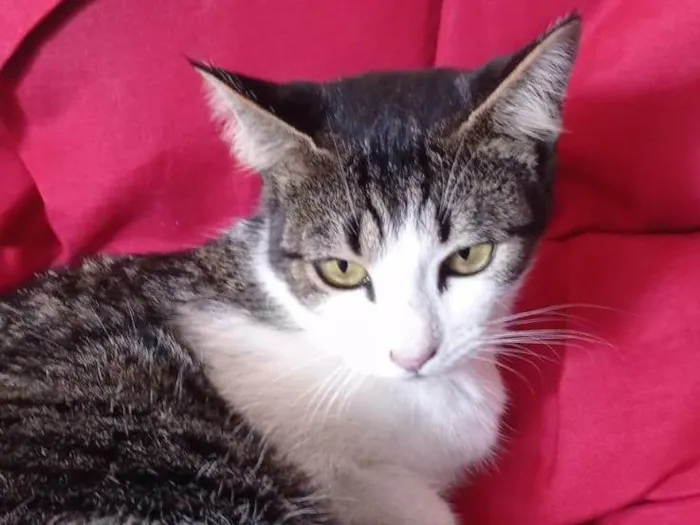 Gato ra a SRD-ViraLata idade 1 ano nome ANINHA