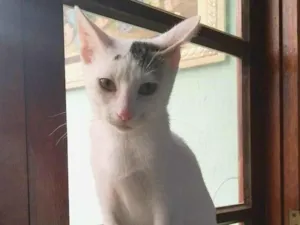 Gato raça srd idade 2 a 6 meses nome Britania