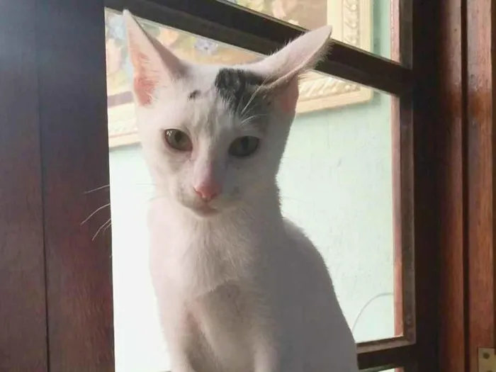 Gato raça srd idade 2 a 6 meses nome Britania
