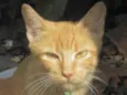Tom