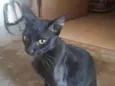 Milo