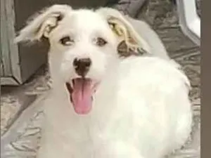 Cachorro raça ViraLata/Labrador  idade 2 a 6 meses nome Jade