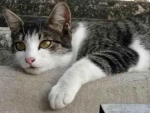 Gato raça SRD-ViraLata idade 1 ano nome PRINCESA e ANINHA