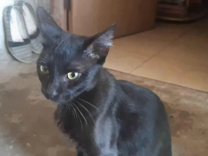 Gato ra a SRD-ViraLata idade 7 a 11 meses nome Milo