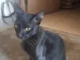 Milo
