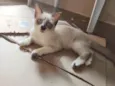 Fofo