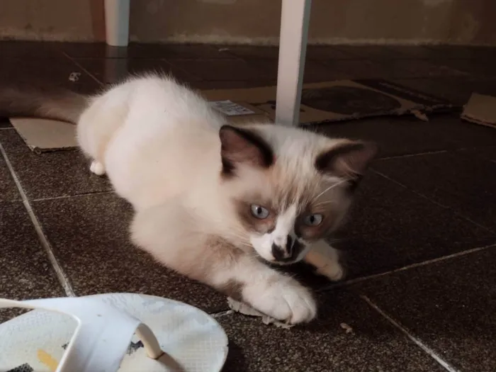 Gato ra a  idade 2 a 6 meses nome Fofo 