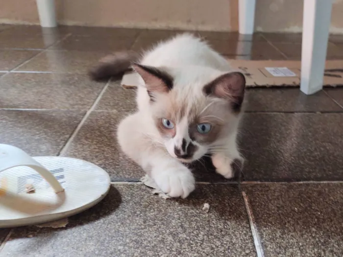 Gato ra a  idade 2 a 6 meses nome Fofo 