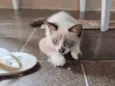 Fofo