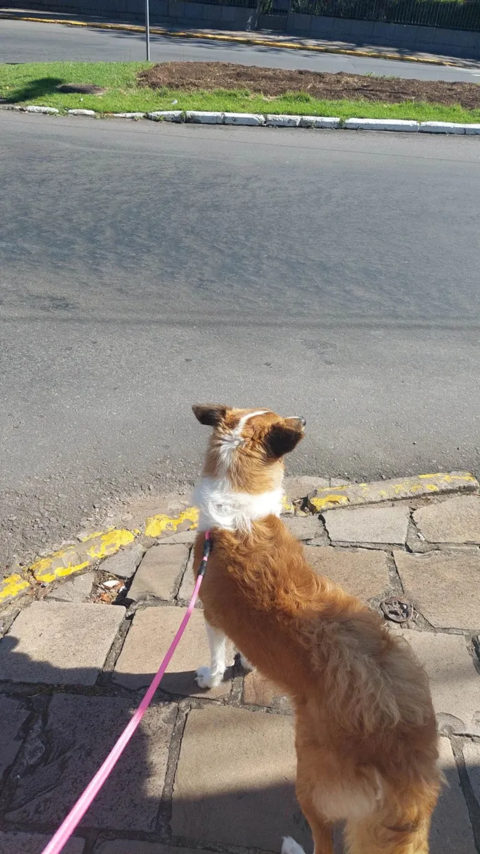 Cachorro ra a Colie idade 1 ano nome LUNA