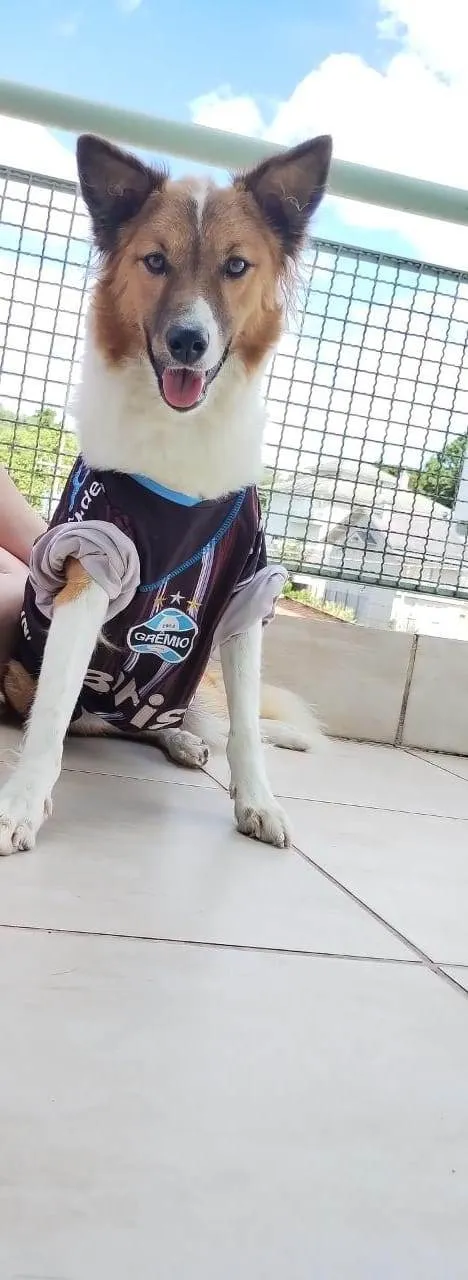 Cachorro ra a Colie idade 1 ano nome LUNA