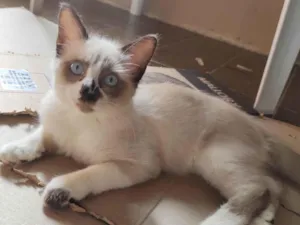 Gato raça  idade 2 a 6 meses nome Fofo 