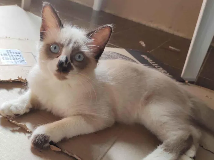 Gato ra a  idade 2 a 6 meses nome Fofo 