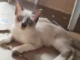 Fofo