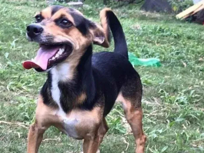 Cachorro ra a SRD-ViraLata idade 2 anos nome NINA