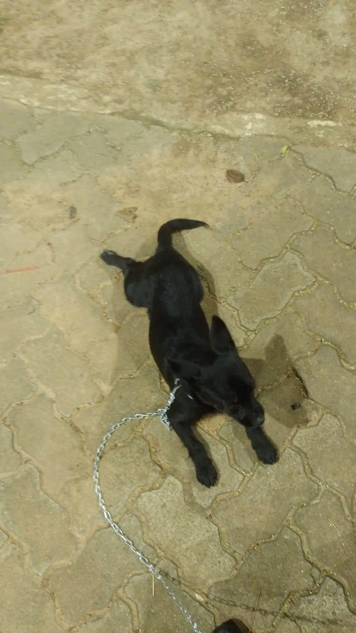 Cachorro ra a SRD-ViraLata idade 2 a 6 meses nome Luna