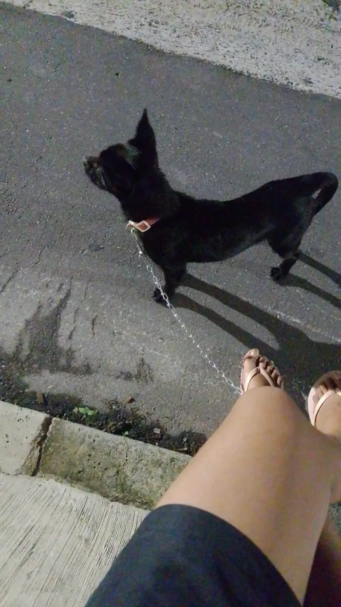 Cachorro ra a SRD-ViraLata idade 2 a 6 meses nome Luna