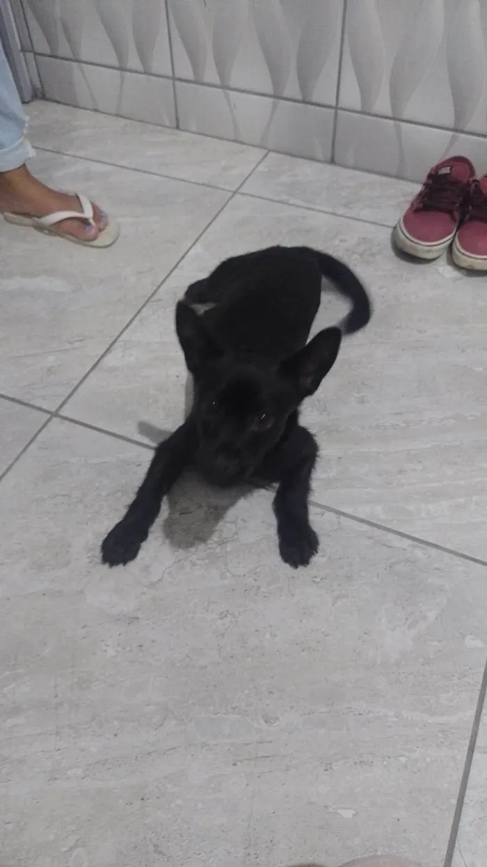 Cachorro ra a SRD-ViraLata idade 2 a 6 meses nome Luna