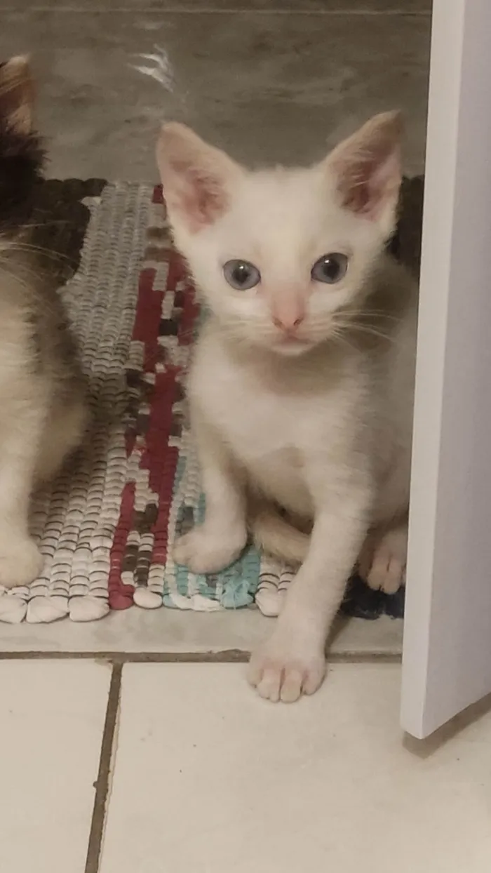 Gato raça SRD-ViraLata idade 2 a 6 meses nome Lua e Astros