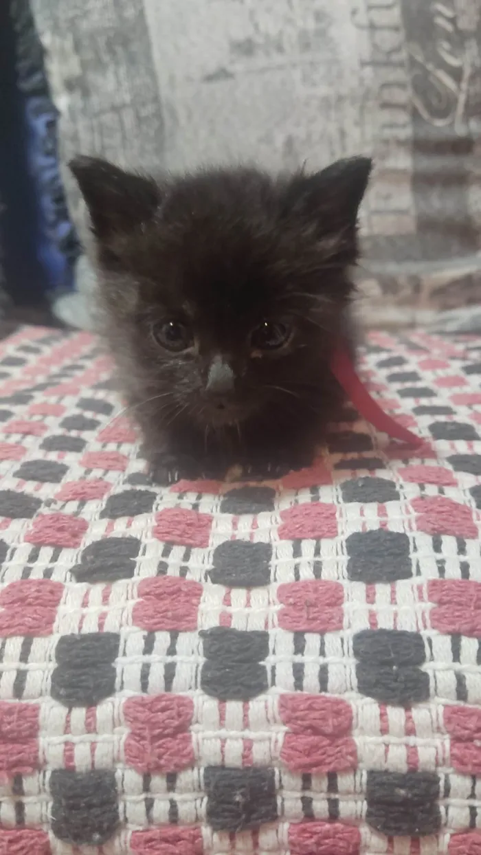 Gato raça SRD-ViraLata idade 2 a 6 meses nome Lua e Astros