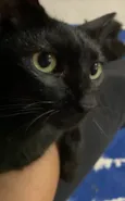 Polaca