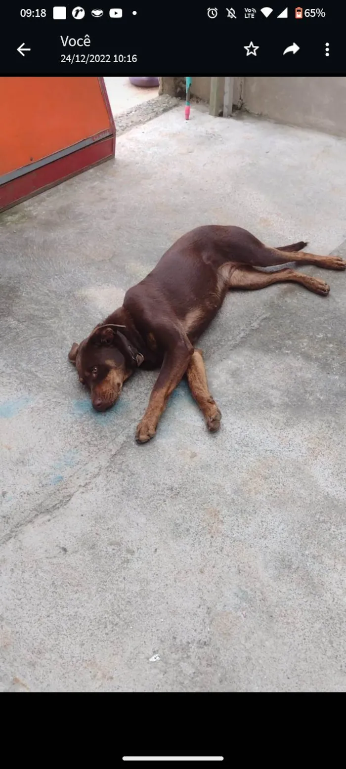 Cachorro ra a Labrador idade 1 ano nome Meg