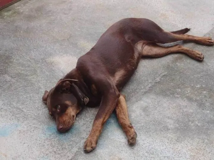 Cachorro ra a Labrador idade 1 ano nome Meg
