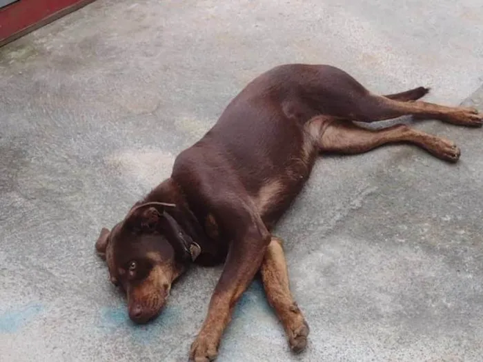Cachorro ra a Labrador idade 1 ano nome Meg