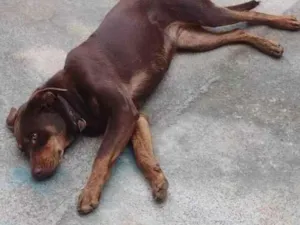Cachorro raça Labrador idade 1 ano nome Meg