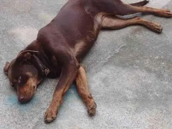 Cachorro ra a Labrador idade 1 ano nome Meg