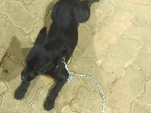 Cachorro raça SRD-ViraLata idade 2 a 6 meses nome Luna