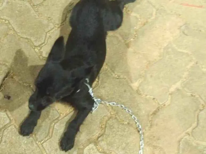 Cachorro ra a SRD-ViraLata idade 2 a 6 meses nome Luna