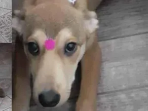 Cachorro raça SRD-ViraLata idade 7 a 11 meses nome ARIEL