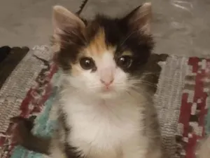 Gato raça SRD-ViraLata idade 2 a 6 meses nome Lua e Astros