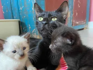 Gato raça Srd idade 7 a 11 meses nome Polaca