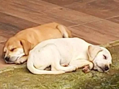 Cachorro raça SRD-ViraLata idade 2 a 6 meses nome Raquel 