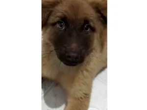 Cachorro raça Pastor idade 2 a 6 meses nome Lua