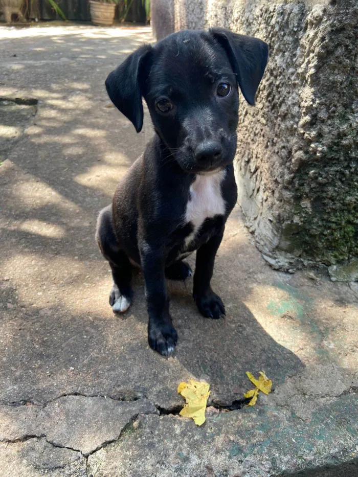 Cachorro ra a SRD-ViraLata idade 2 a 6 meses nome VALENTINA ( TINA )