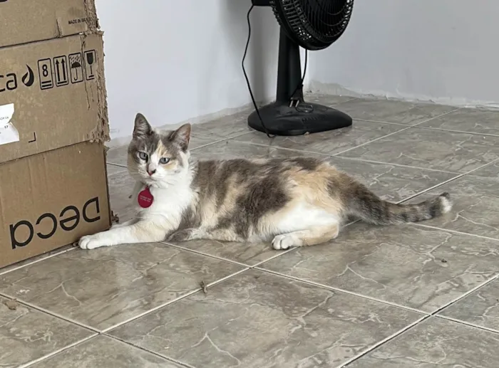Gato ra a SRD-ViraLata idade 2 anos nome Céu